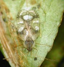 Azalea Lace Bug