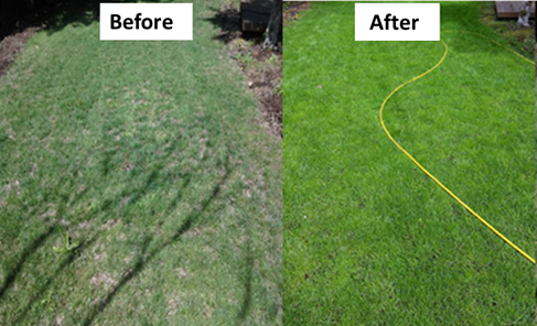 Before/After Lawn fertilization