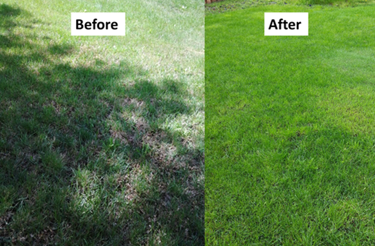 Before/After Lawn care